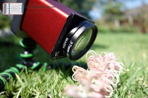 Lytro LichtFeld Kamera mit Viewpoint Laboratories Filter-Adapter und +10 Makrolinse. Wäre dieses Bild nur refokussierbar...