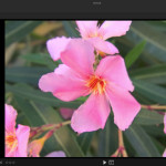 Lytro Desktop 4.0 Screenshot: Grundlegende Bild-Einstellungen(manueller Weißabgleich)