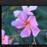 Lytro Desktop 4.0 Screenshot: Synthetic aperture (original: F/2)