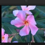 Lytro Desktop 4.0 Screenshot: Synthetic aperture (adjusted: F/4)