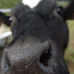 Mooh! Cow close-up (Lytro Illum Sample Pictures - full-size JPG Export)