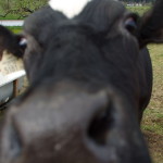 Mooh! Cow close-up - refocused (Lytro Illum Sample Pictures - full-size JPG Export)