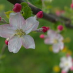 Apfelblüten - refokussiert (Lytro Illum Beispielbilder - JPG-Export in voller Auflösung)