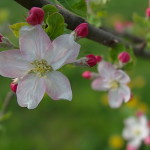 Apfelblüten (Lytro Illum Beispielbilder - JPG-Export in voller Auflösung)