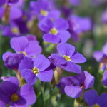 Purple Aubretia close-up (Lytro Illum Sample Pictures - full-size JPG Export)