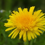 Dandelion flower - Synthetic aperture at f/1.3 and extended Focus using Focus Spread (Lytro Illum Sample Pictures - full-size JPG Export)