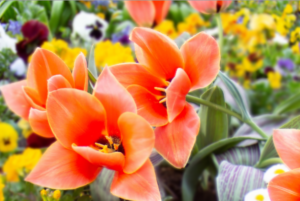 K|Lens sample photo - Spring flowers, synthetic aperture (blurred background)