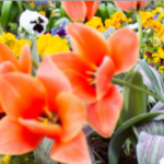 K|Lens sample photo - Spring flowers, software refocus (focussed on background)